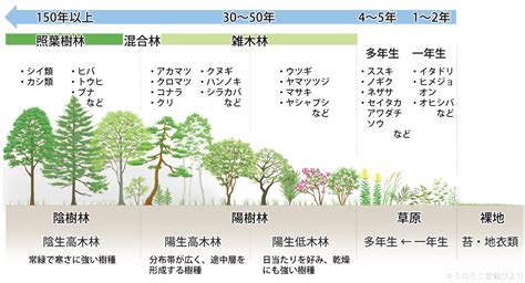 陽樹 陰樹 一覧 生物基礎|植物の名前一覧(生物基礎第4章『植生の多様性と分布』)